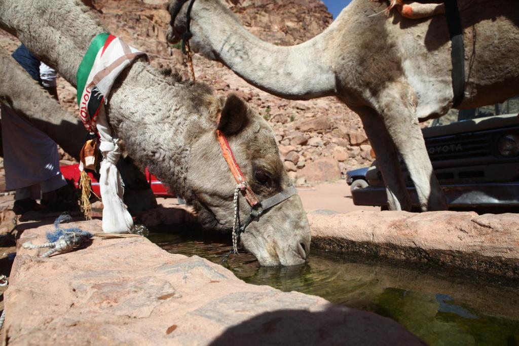 Bedouin Expedition Ram Vadisi Dış mekan fotoğraf