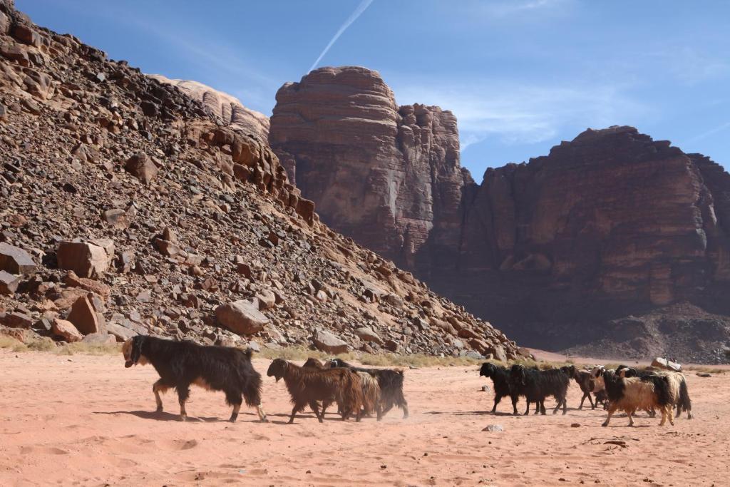 Bedouin Expedition Ram Vadisi Dış mekan fotoğraf
