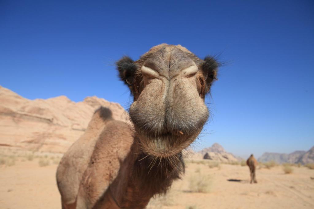 Bedouin Expedition Ram Vadisi Dış mekan fotoğraf
