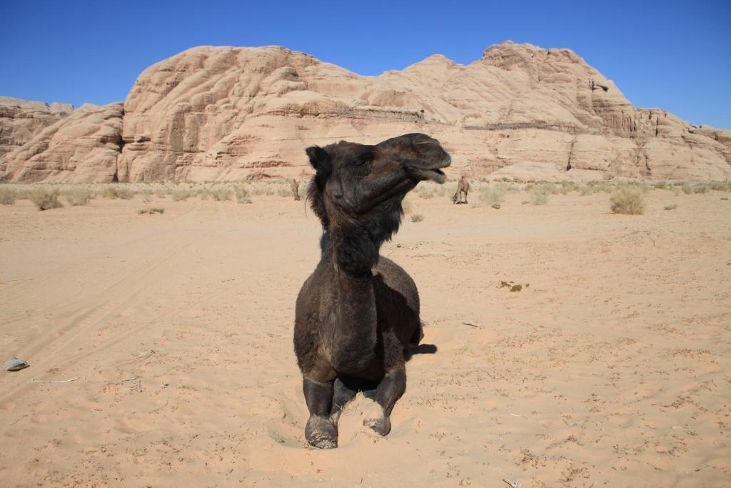 Bedouin Expedition Ram Vadisi Dış mekan fotoğraf