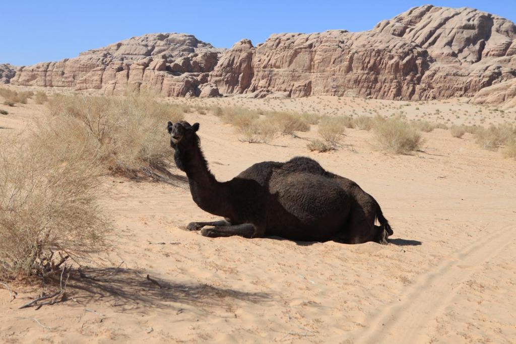 Bedouin Expedition Ram Vadisi Dış mekan fotoğraf